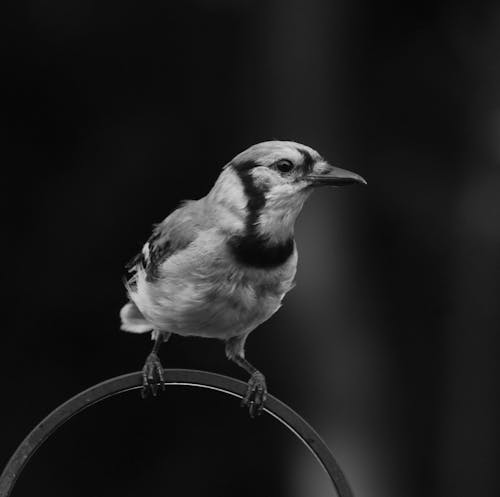 Grayscale Photo of a Bird on Metal Bar