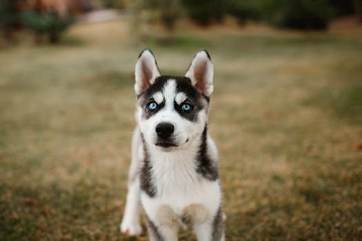 Cute Siberian Husky puppy with blue eyes standing on grass in fall scenery.