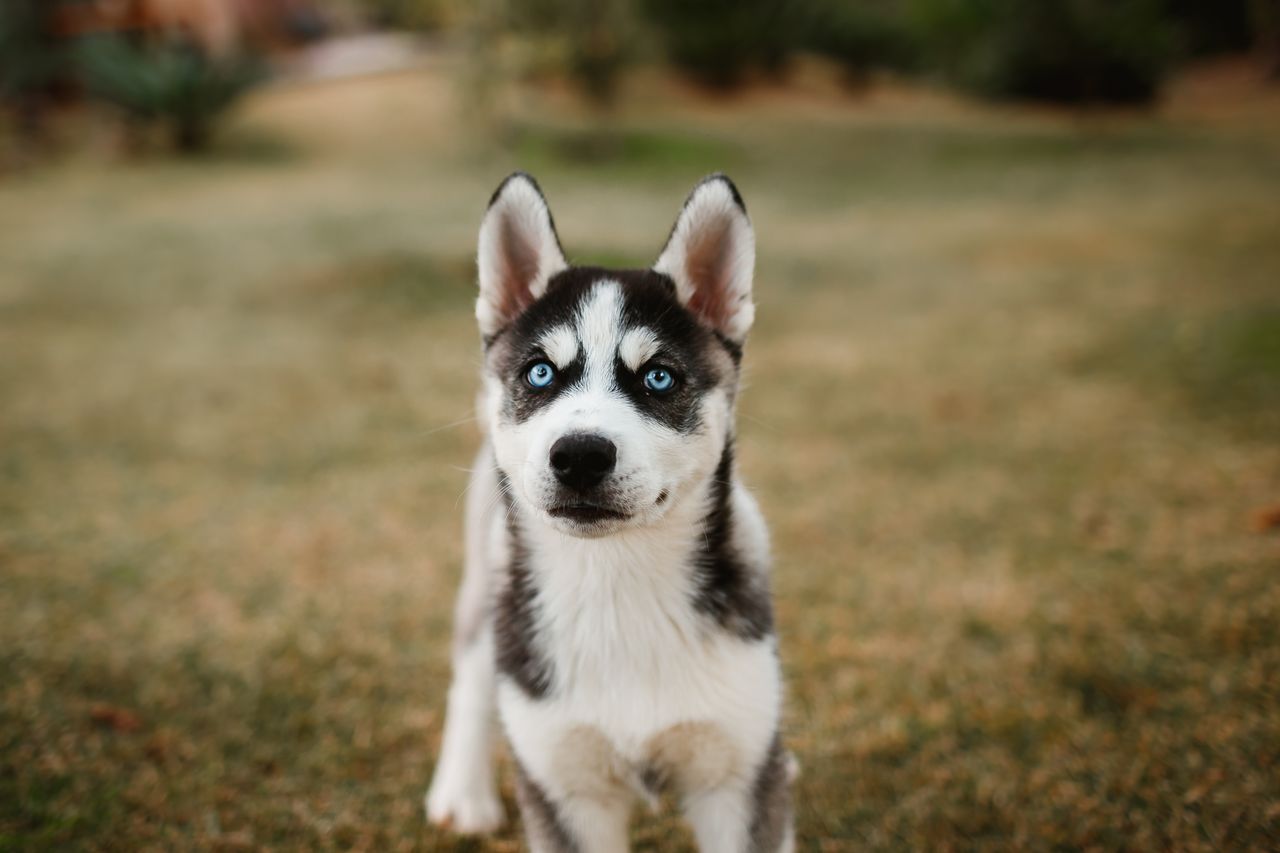 cute siberian husky puppy with blue eyes standing on grass in fall sce