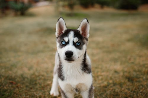 Free Black and White Siberian Husky Puppy on Green Grass Field Stock Photo