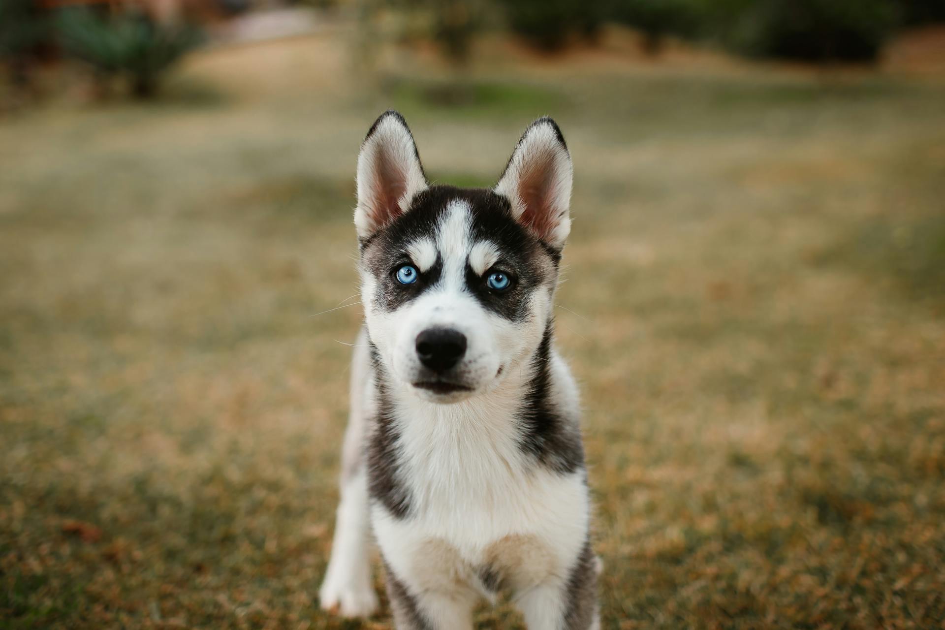 Een Siberische Husky met blauwe ogen