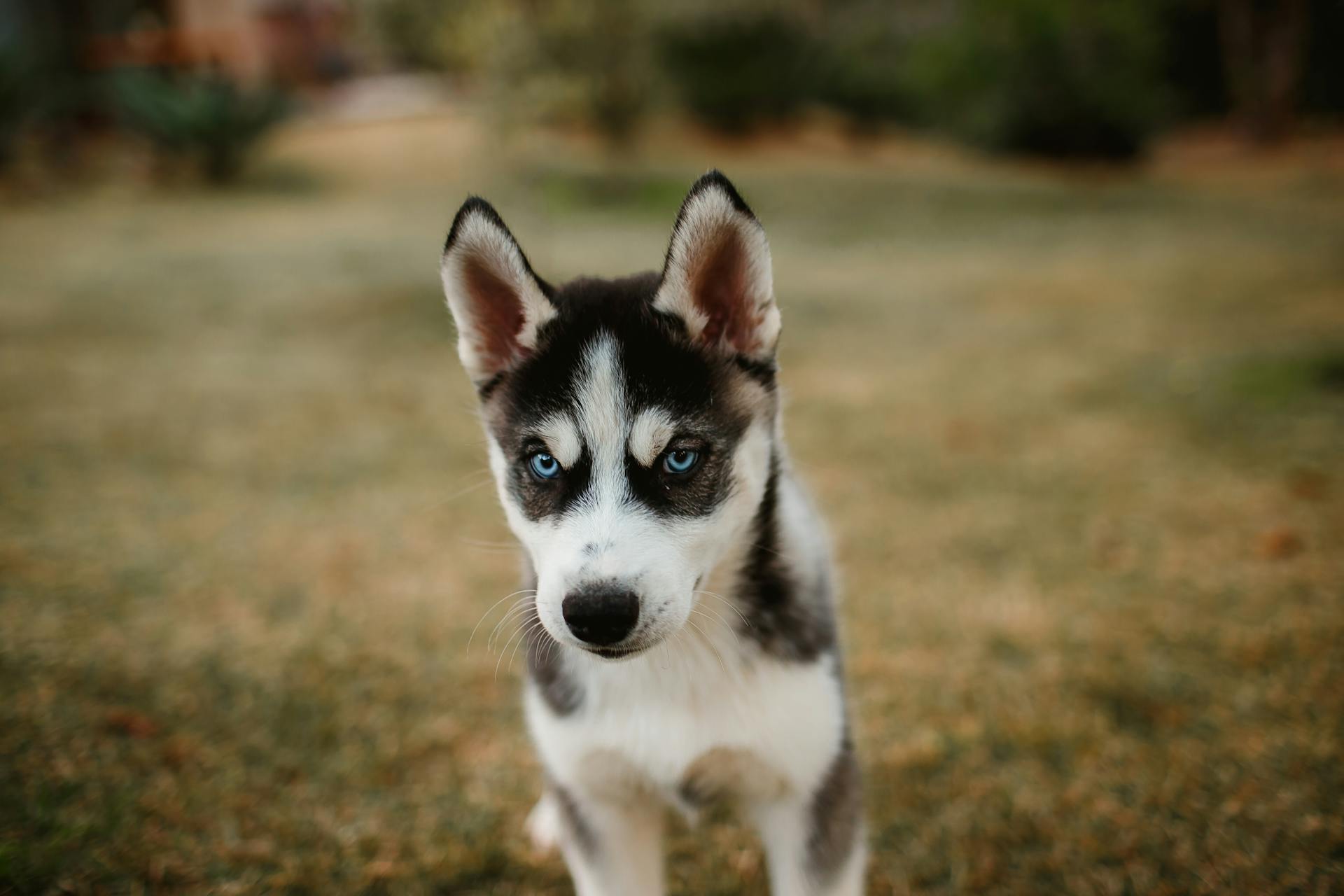 Un chiot husky sibérien noir et blanc sur le gazon