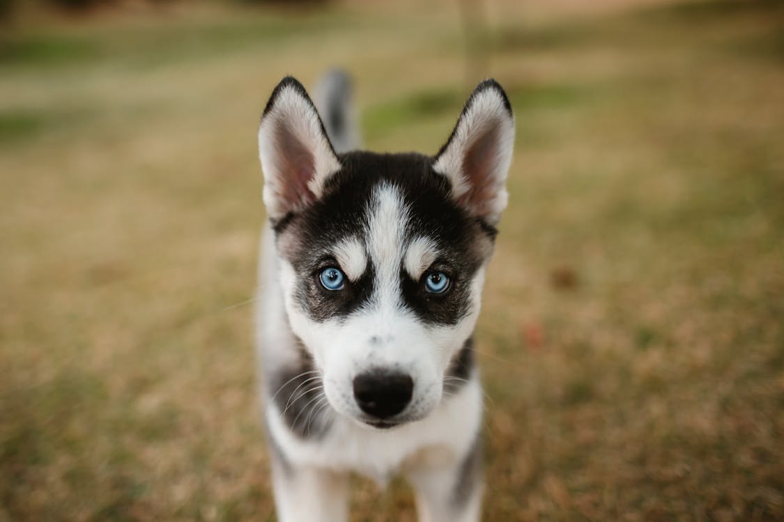 white siberian husky puppy with blue eyes