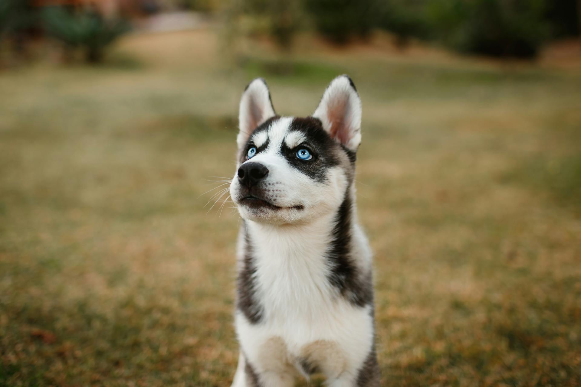 Black and White Siberian Husky Puppy on Green Grass Field