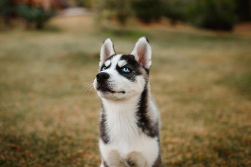 Free Charming close-up of a Siberian Husky puppy with striking blue eyes sitting on grass. Stock Photo