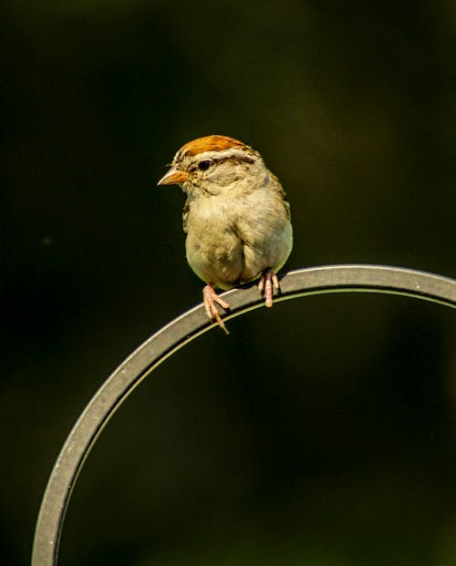 Gratis stockfoto met beest, detailopname, dieren in het wild