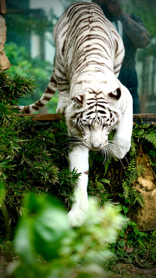 White Bengal Tiger in the Zoo