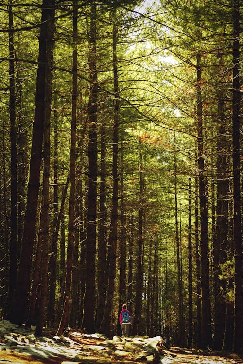 Foto d'estoc gratuïta de arbres, aventura, bosc