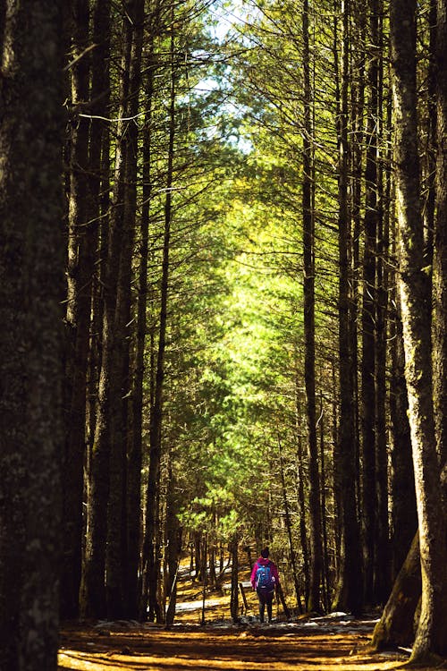 걷고 있는, 경치, 나무의 무료 스톡 사진