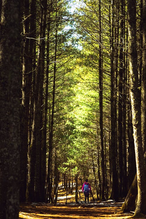 Man Walking on a Path in the Forest