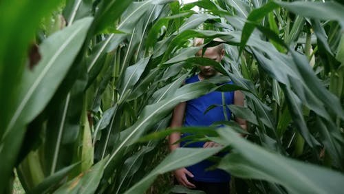 Free stock photo of boy, corn, cornfield
