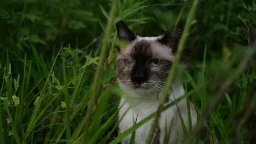Free stock photo of blue eyes, cat, grass