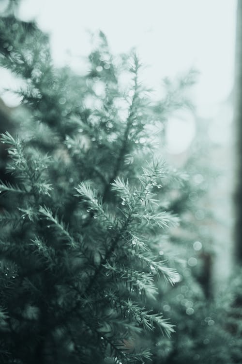 Evergreen Branches in Rain