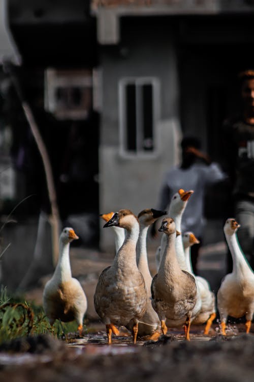 Flock of Geese on Water