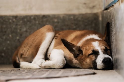 Free A cute dog peacefully sleeping on a concrete floor indoors, capturing serene simplicity. Stock Photo