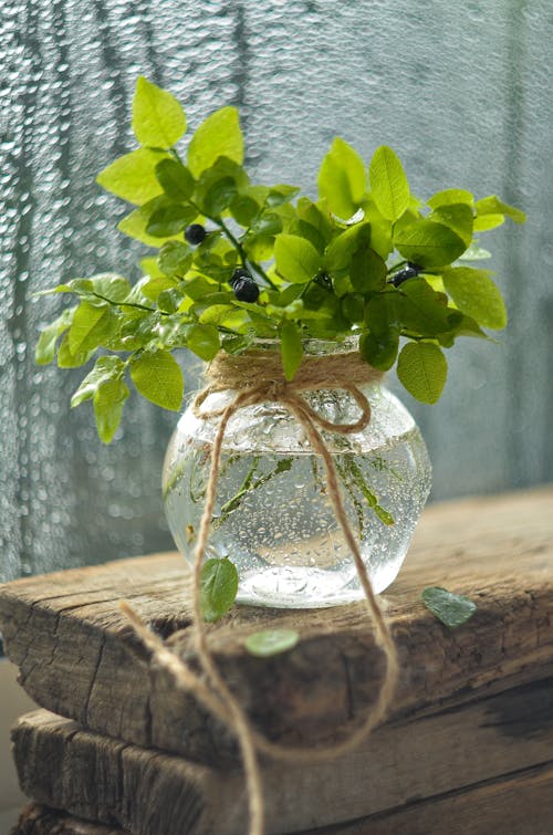 Green Plant on Clear Glass Vase