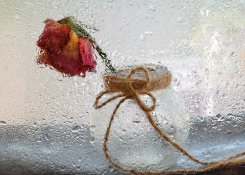 Free Close-up Photo of a Withered Rose  Stock Photo