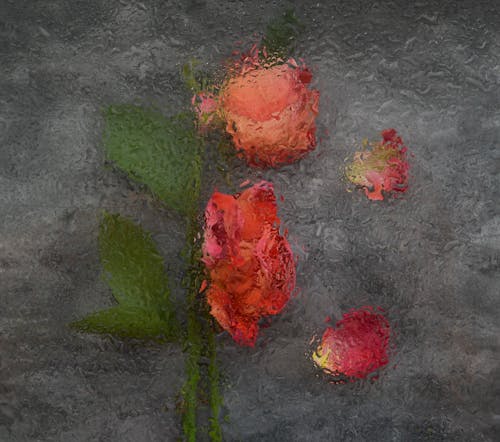 Free Close-up Photo of Withered Roses Stock Photo