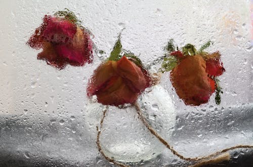 Red Rose on Glass Window