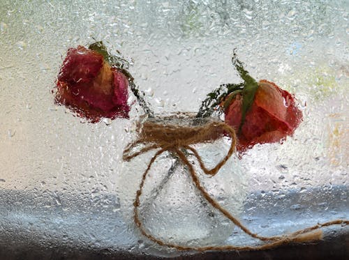 Free Close-up Photo of Withered Roses Stock Photo