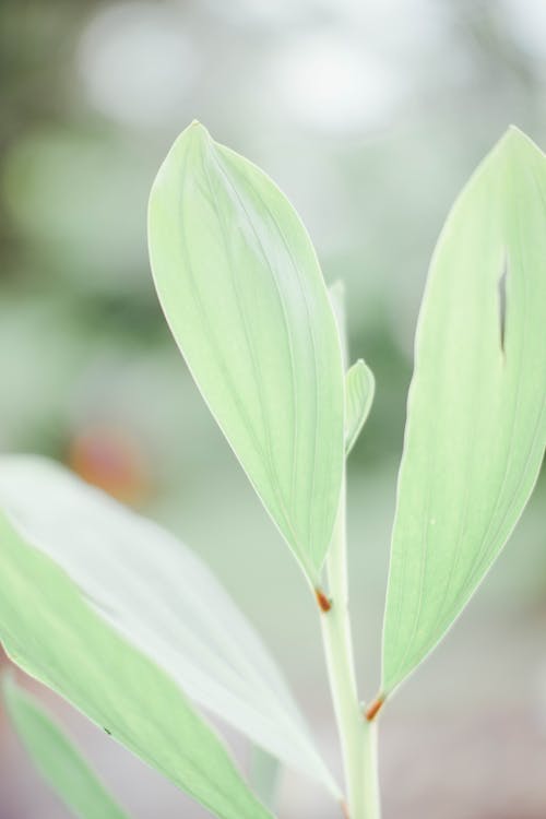 Green Leaf Plant in Close Up Photography