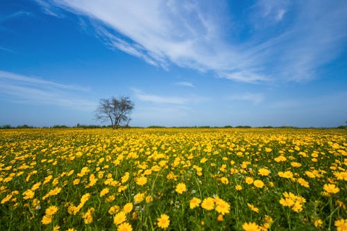 Free A Field of Yellow Flowers in Bloom Stock Photo