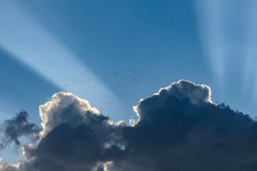 bulut, kuş, Mavi gökyüzü içeren Ücretsiz stok fotoğraf