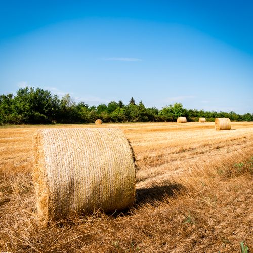 Free Wide view of hay bales in a flat, sunny, summer farmland with clear blue sky. Stock Photo