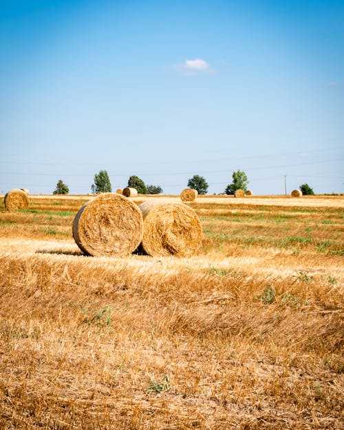 Brown Hays on Brown Grass Field Under Blue Sky