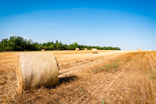 Scenic view of rolling hay bales on a sunny farmland with clear blue skies.