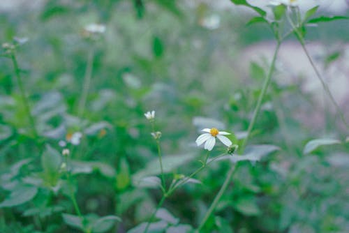 Imagine de stoc gratuită din a închide, flori albe, fotografie de flori