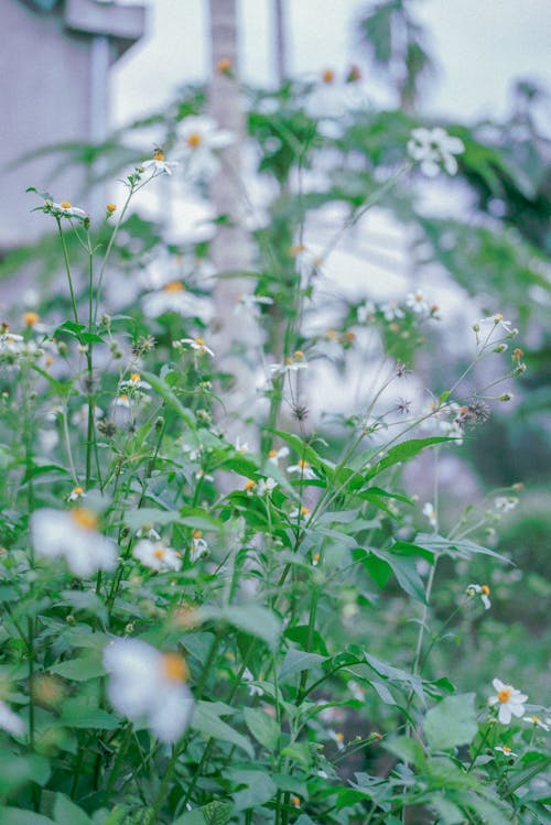 Ücretsiz bitki örtüsü, çiçeklenmek, Çiçekler içeren Ücretsiz stok fotoğraf Stok Fotoğraflar
