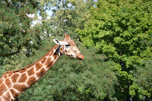 Gratis stockfoto met beest, bomen, dieren in het wild