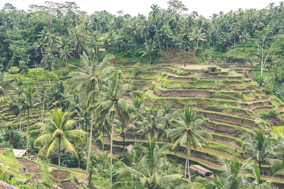 Landscape Photography of Rice Field