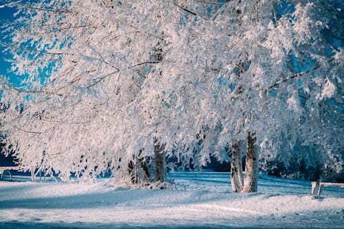 Ingyenes stockfotó fagy, fák, hó témában
