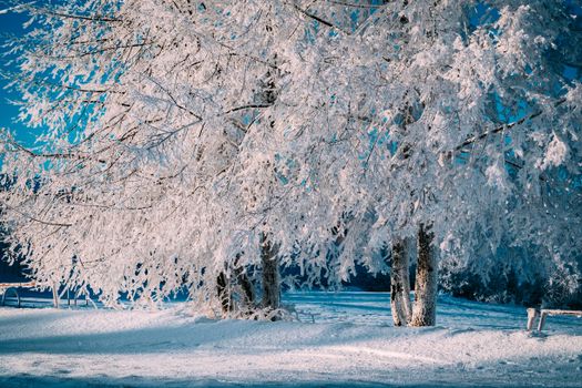 Captivating view of snow-laden trees in a serene winter landscape, with frost sparkling under clear blue skies.