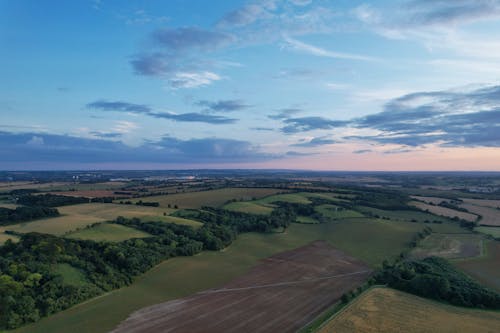 Aerial Shot of Trees on Grass Field