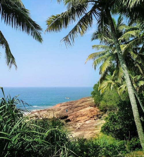Fotobanka s bezplatnými fotkami na tému fotografia prírody, kokosové palmy, modrá obloha