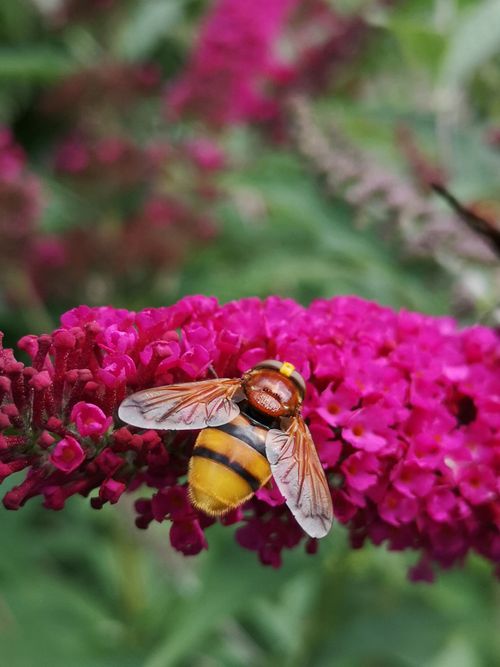 Free Hoverfly resting on bright pink floral cluster, showcasing pollination in nature. Stock Photo