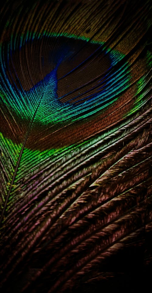 Free stock photo of arctic nature, peacock feathers