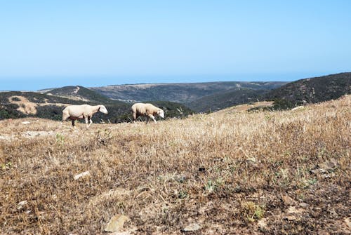 Two Brown Sheep on Brown Field