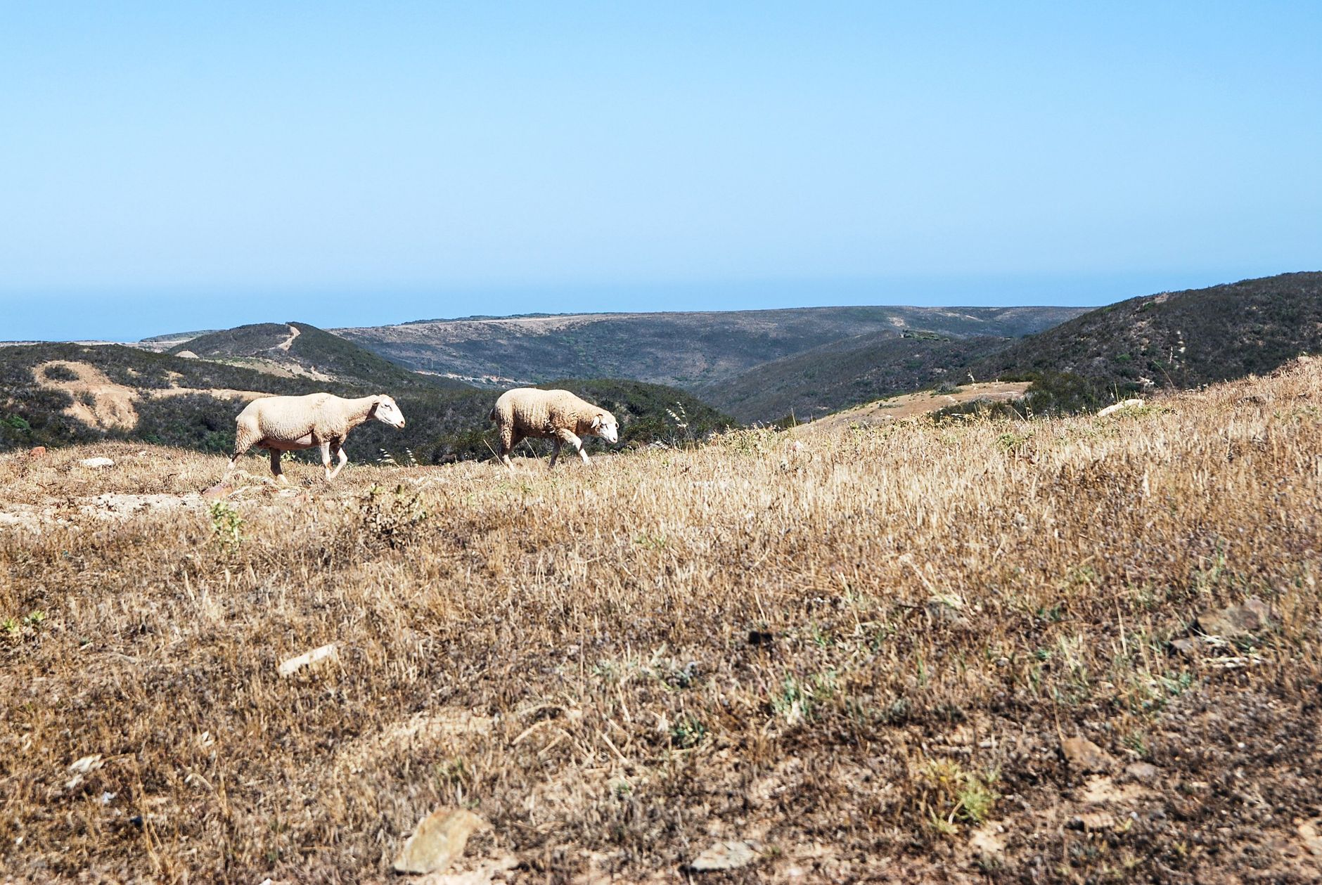 Los Carneros — Los Carneros