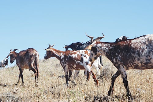 免费 山羊在草地上的牛群 素材图片