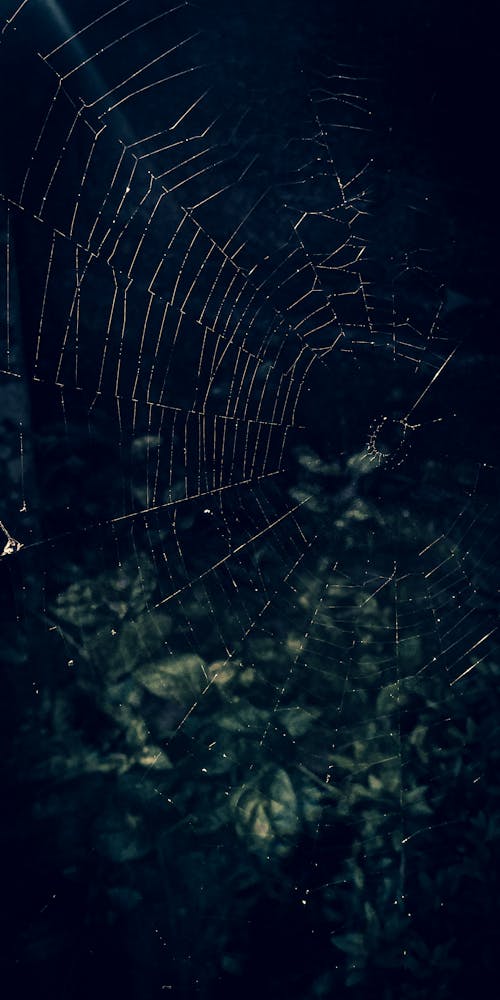 Free stock photo of spider, wallpaper, web