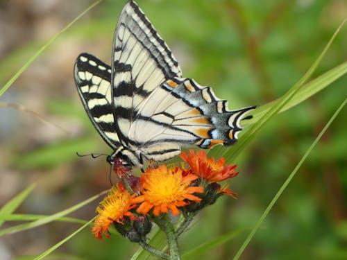 Foto profissional grátis de atraente, cores, papillon