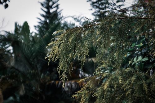 Free Macro shot of pine branches with dew, capturing nature's beauty. Stock Photo