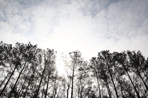 Free stock photo of clouds, sky, trees