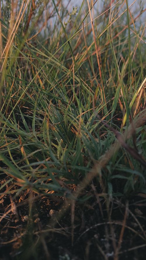 Free Detailed close-up of lush green grass in Keger, Dagestan. Perfect for nature themes. Stock Photo