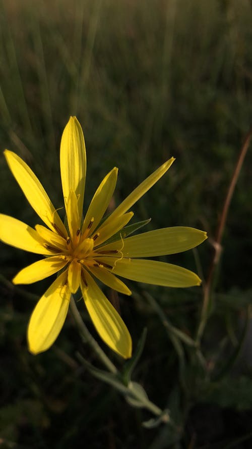 Kostnadsfri bild av blomning, delikat, flora