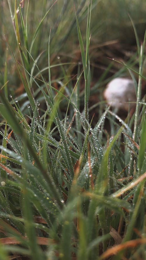 Green Grass with Dewdrops